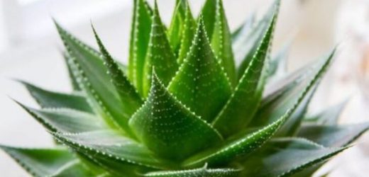 El uso del Aloe como medicina natural